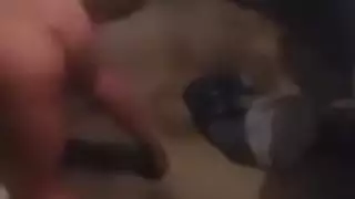 عربي مصري