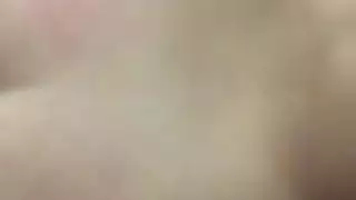 الحمار العربي الكبير